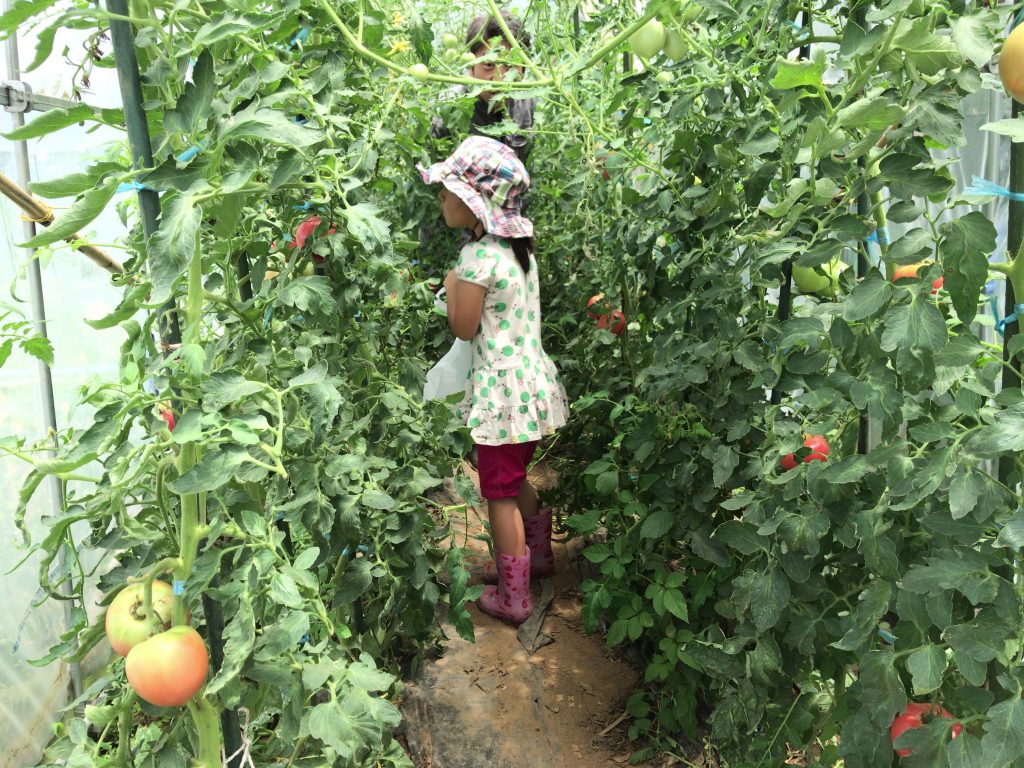 自家栽培トマトの収穫