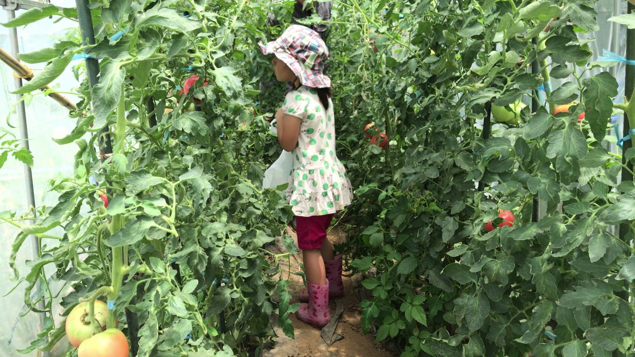 自家栽培トマトの収穫