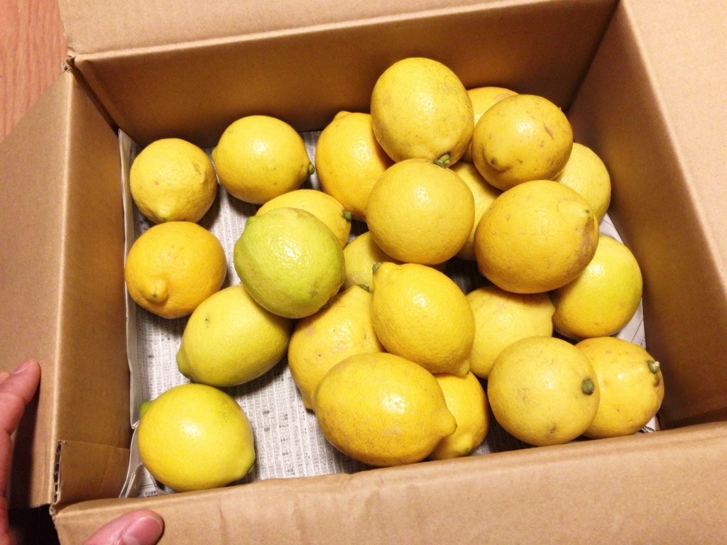 国産・無農薬レモン　広島県産　レモン屋やまもと　無農薬レモン